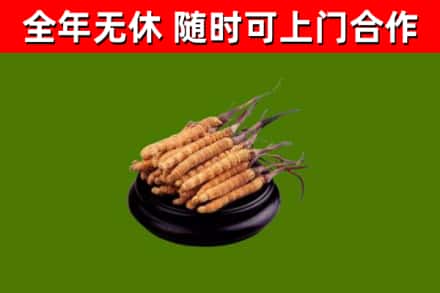 互助回收散虫草
